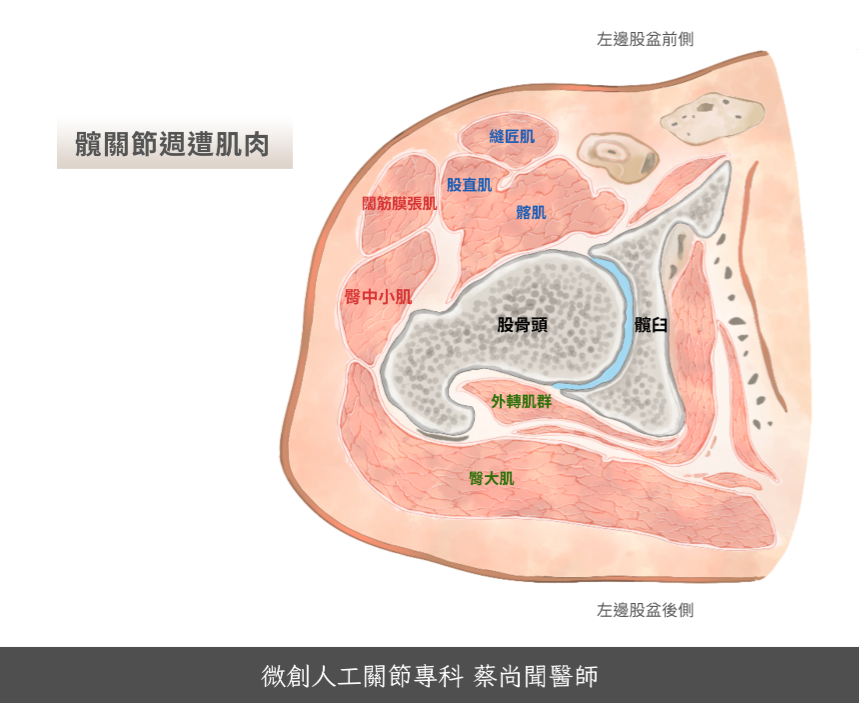 髖關節-蔡尚聞